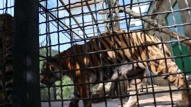 Приветик Бене и Амуре от Тани Смирновой! Сказка Ялта Delicious hello to Bene and Cupid! Story. Yalt смотреть онлайн