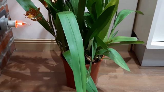 POR QUÉ LAS ORQUÍDEAS ODONTOCIDIUMS, HÍBRIDOS ENTRE ODONTOGLOSSUM Y ONCIDIUMS SON TAN EXHUBERANTES смотреть онлайн