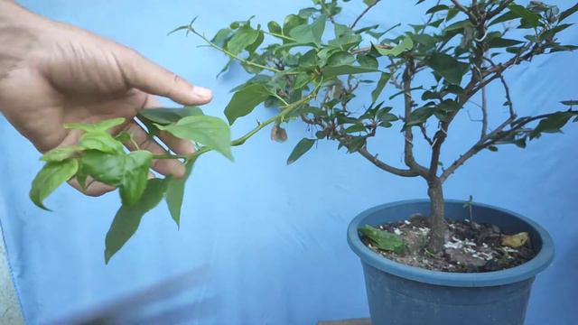 #Pre Bonsai#Bougainvillea Defoliation#.. Cherei mana louthokpa, keigino? Manipur, india смотреть онлайн