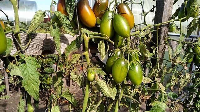 ? томат-сорт Чёрная сосулька ? смотреть онлайн