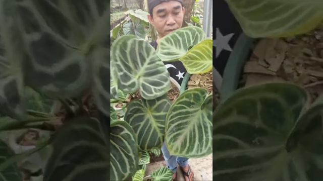 SPECIAL ANTHURIUM EKONOMIS & JUMBO / ADMIN 081254474711 смотреть онлайн