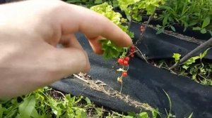 Красная смородина Натали и Мармеладница посадка под агроткань