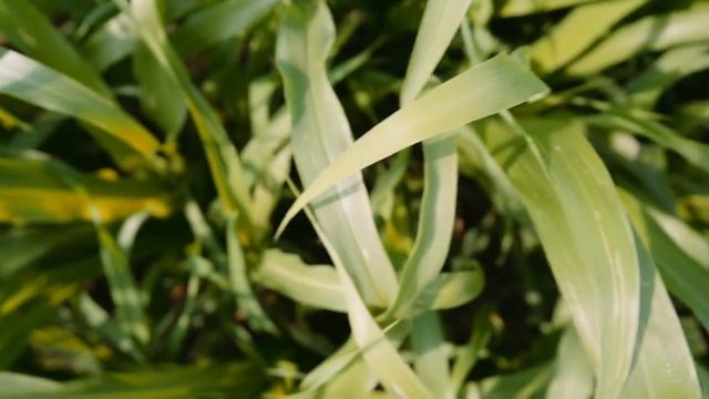 Grazing Cover Crops: Cover Crop Variety Selection смотреть онлайн