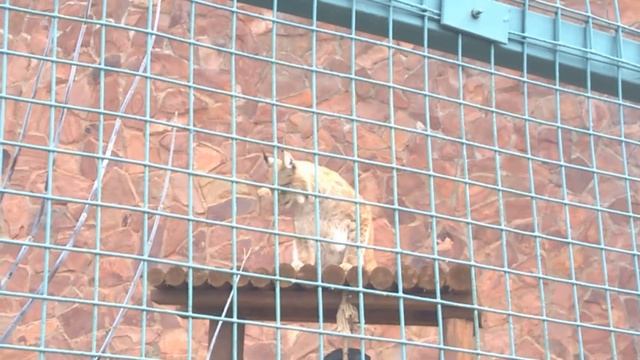 Путешествие #Удмуртию - Ижевский зоопарк: Рысь обыкновенная смотреть онлайн