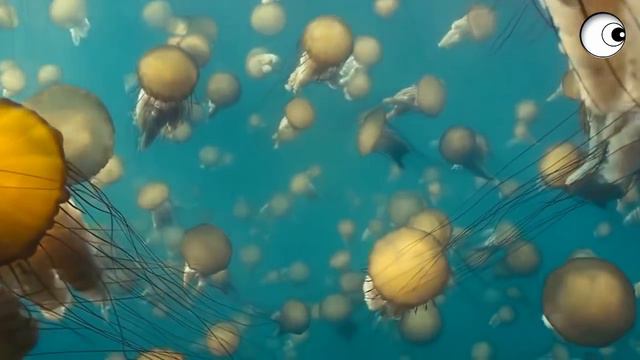 ПЛАНЕТЫ на которых есть жизнь!СМОТРЕТЬ смотреть онлайн