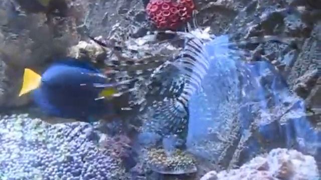 Pterois volitans feeding on goldfish смотреть онлайн