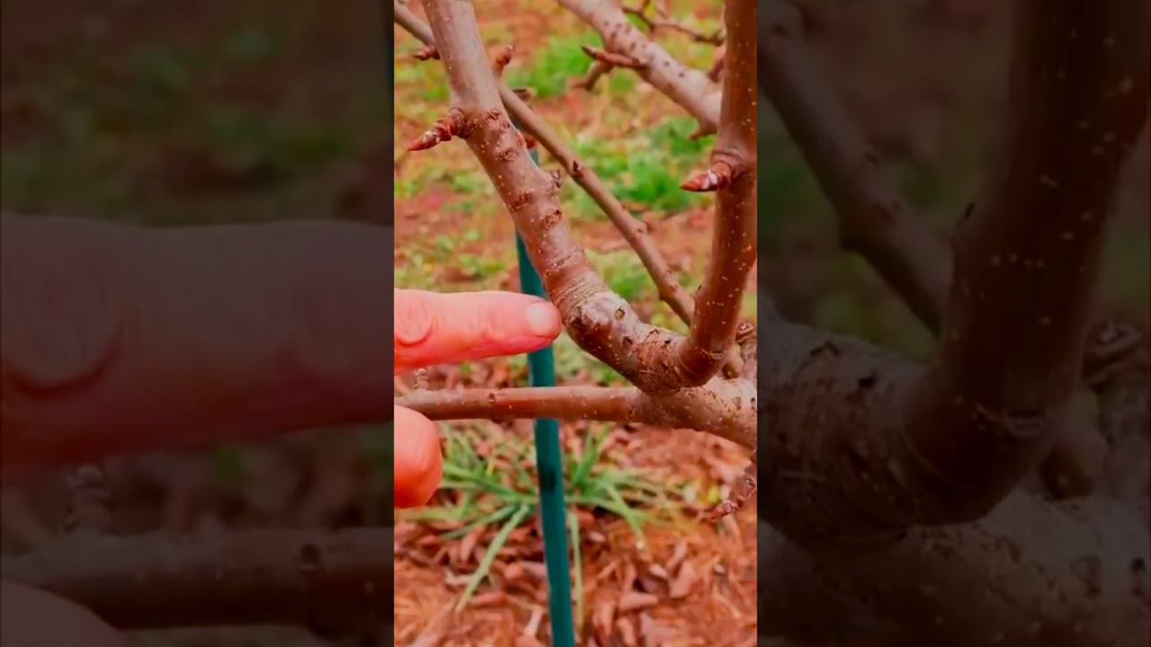 как определить возраст ветки смотреть онлайн