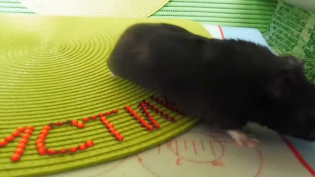 #ХОМЯК МОЙ НОВЫЙ ПИТОМЕЦ ЦВЕТОЧНЫЙ ЭЛЬФ СПАЙКИ#СИРИЙСКИЙХОМЯЧОК#МАРИМИСТИКПИТОМНИК#ХОМЯЧКИГРЫЗУНЫ смотреть онлайн