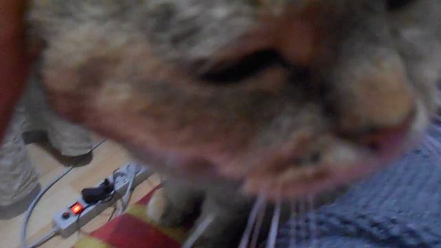 Мои зелёные глаза. Они пленят кого угодно! Кошка Ромашка урчит:) смотреть онлайн