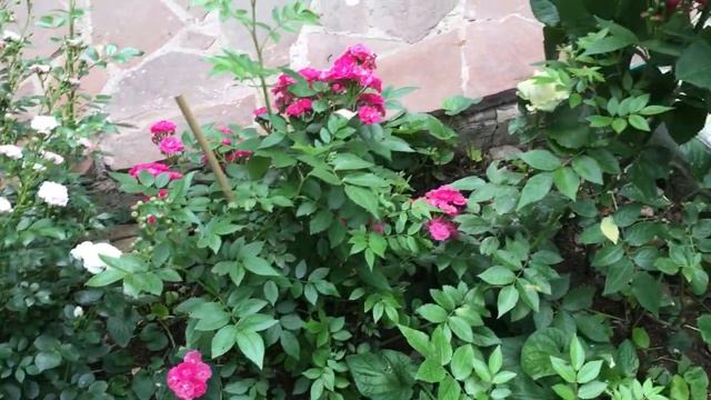 Розы Помпонелла, Пич Аваланж, Динки, Зе Фейри, Ангела, Нью Доун, Кингс Прайд. смотреть онлайн