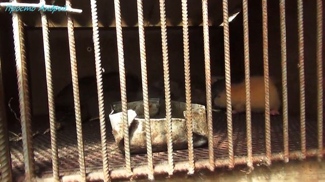 Нутрия разведение и содержание подсчет поголовья смотреть онлайн