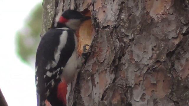 Дятел долбит дупло, ищет пищу на земле. Woodpecker has dined and is building a house. смотреть онлайн