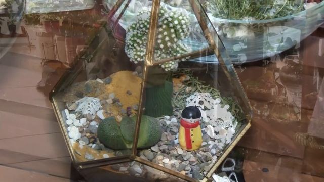 Флорариумы и стабилизированные растения смотреть онлайн