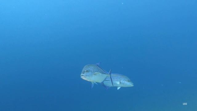 Diving Egypt Red Sea - Soma Bay, Safaga / Tauchen Ägypten Rotes Meer