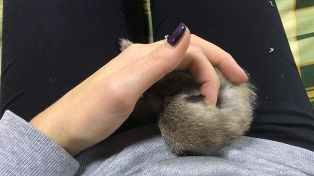 Сурикат Моника засыпает на ручках смотреть онлайн