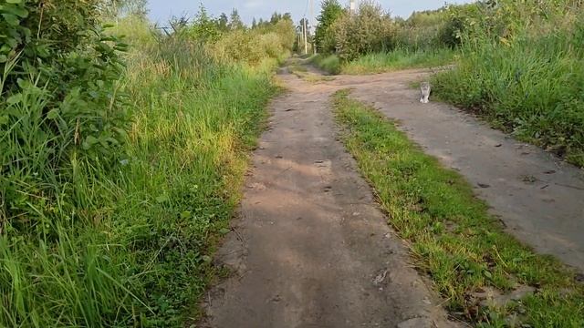2021 08 На даче утренняя прогулка с живностью смотреть онлайн