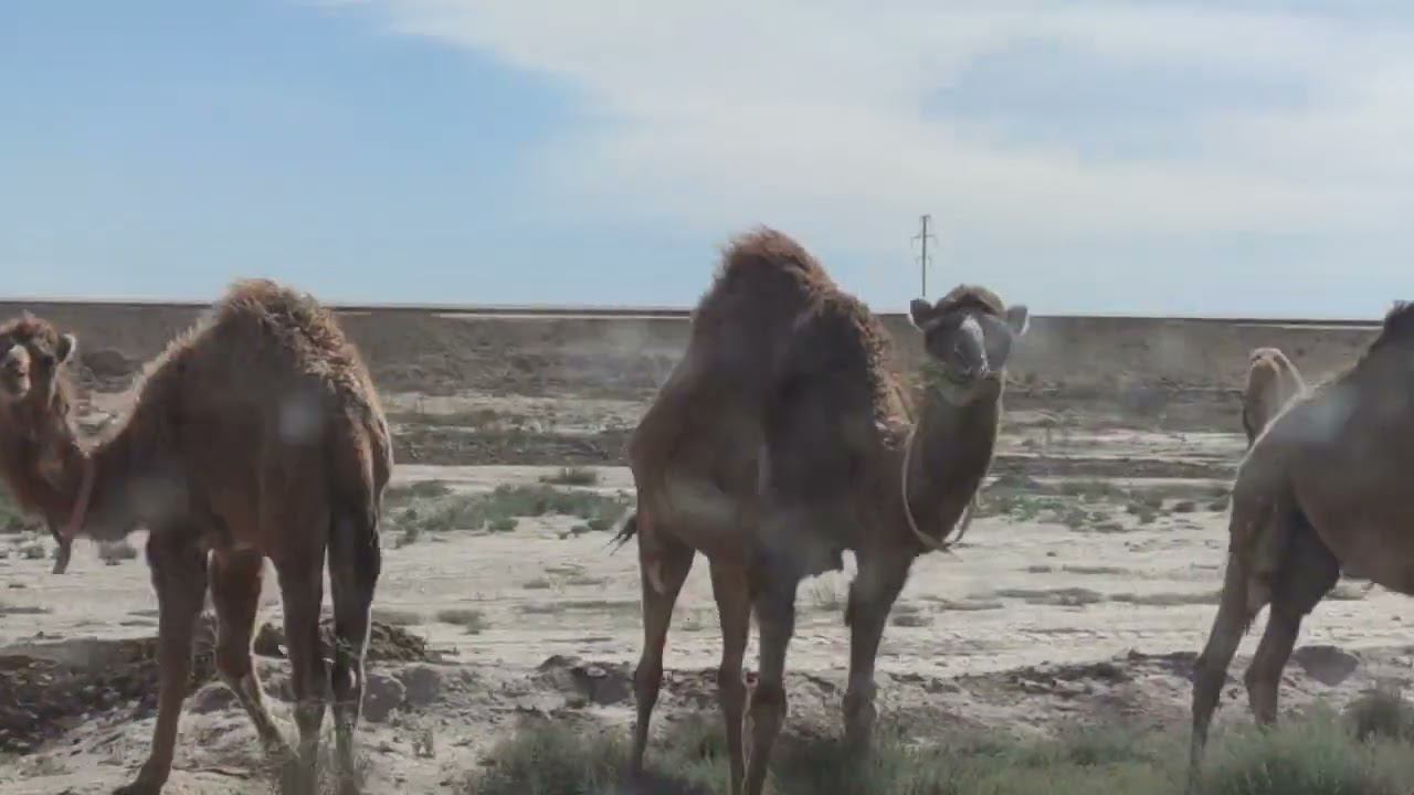 Верблюды смотреть онлайн
