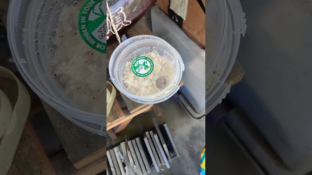 Dwarf meiwa kumquat fruit смотреть онлайн