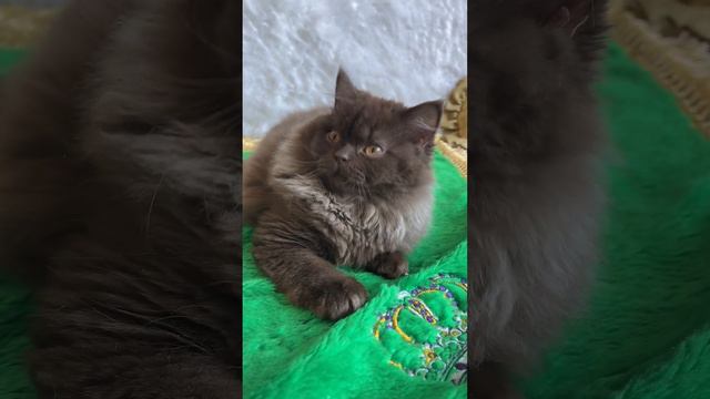 British Longhair Chocolate kitten named Quinn 🤎 смотреть онлайн