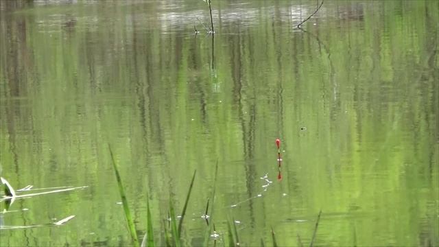 Рыбалка на карася на поплавок на лесном затопленном пруду