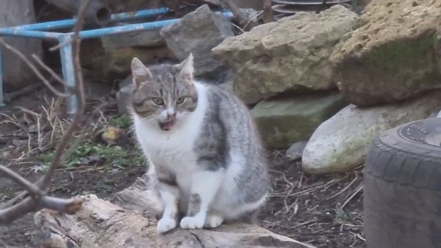 Почему кошка смотрит в угол, где ничего нет смотреть онлайн