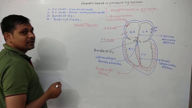 Conducting System of heart S.A node A.V node Bundle of His Purkinje Fibres10th NCERT Life process смотреть онлайн