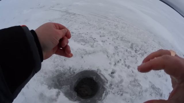 Огромный судак не лезет в лунку | Рыбалка в Тверской области смотреть онлайн