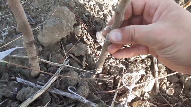 Взяли питомник. Что делать? смотреть онлайн