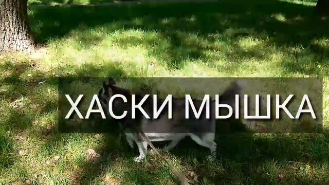 Новое интро канала Хаски Мышка смотреть онлайн