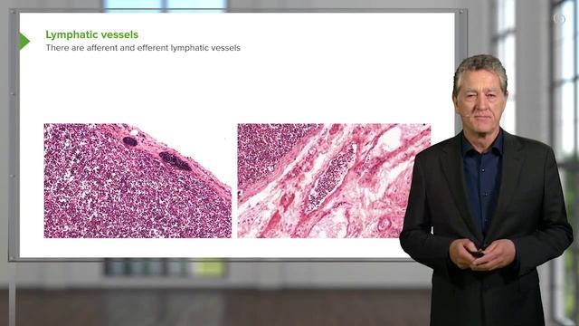 Lymphatic Vessels: Afferent & Efferent Vessels – Histology | Lecturio смотреть онлайн