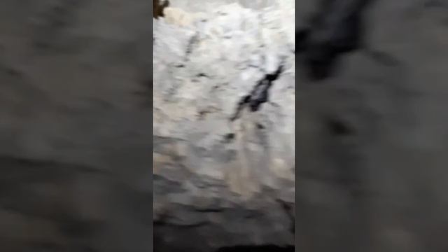 Летучие мыши в спячке . смотреть онлайн