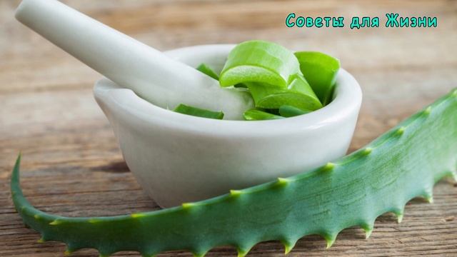Как Применять АЛОЭ   в чем Польза Алоэ и Кому Нельзя его Использовать | Полезные Советы для Жизни