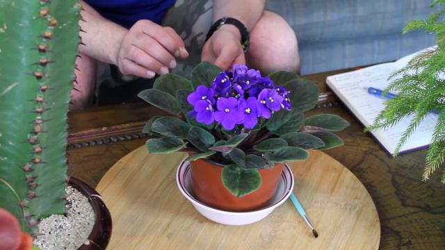 African Violet Care & Information (Saintpaulia ionantha) смотреть онлайн
