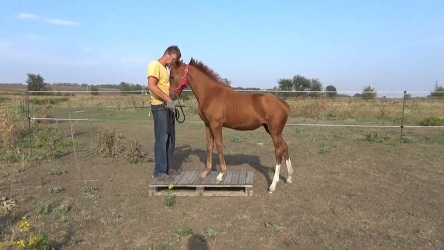 Донской жеребенок и тумба. Бенга смотреть онлайн