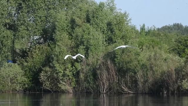 6 июня лебеди полет смотреть онлайн