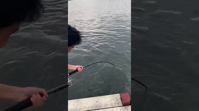 Ripple Fisher Aquila EX83-6 смотреть онлайн