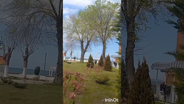 АНАПА. 20 апреля 2023 г. Набережная. Цветет сакура. смотреть онлайн