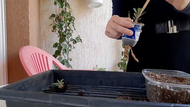 Видовым сеянцам адениумов 1.5 месяца (арабикум RCN, сомаленцы, свазикум). смотреть онлайн