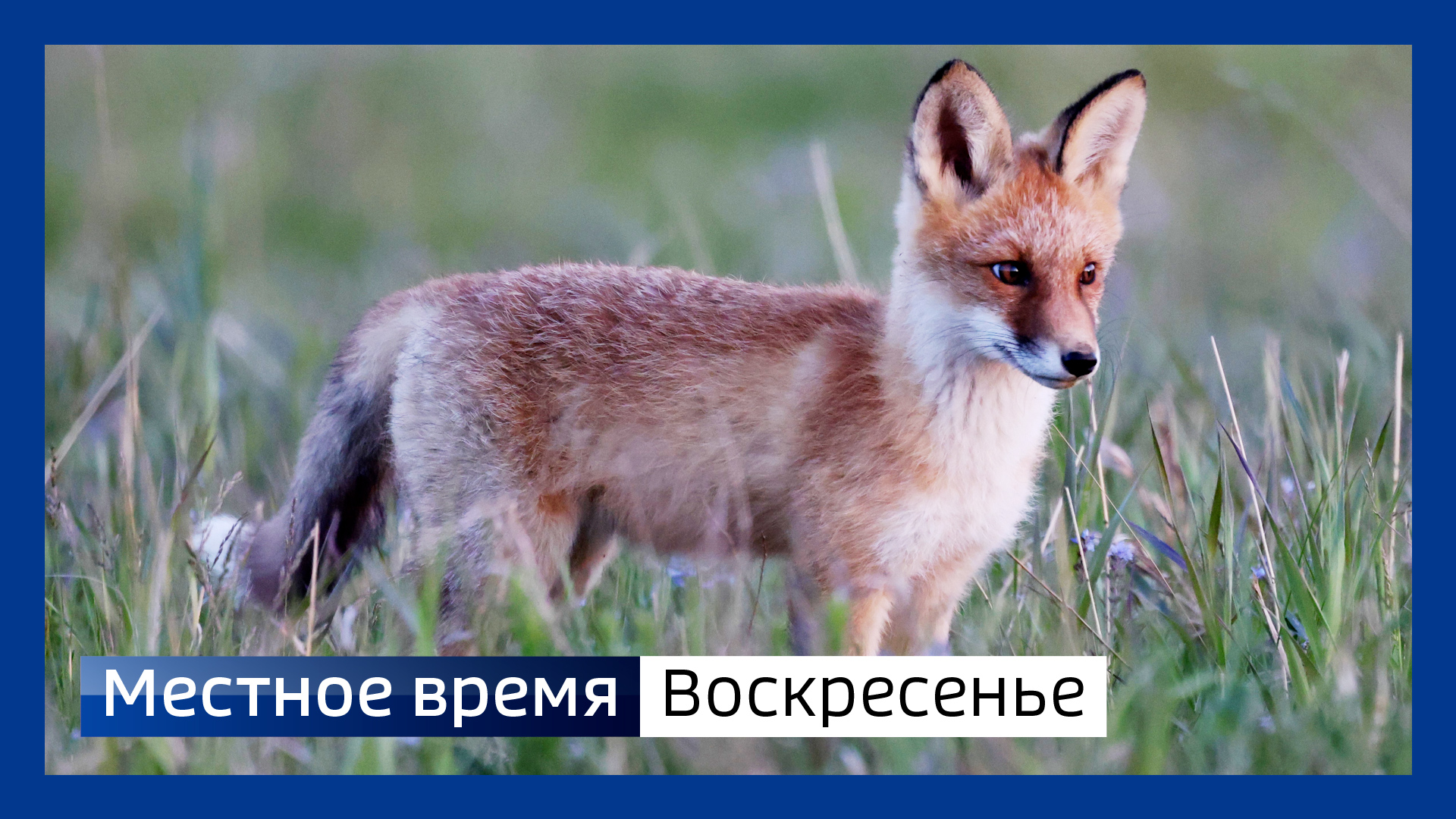 Местное время. Воскресенье 230624 смотреть онлайн