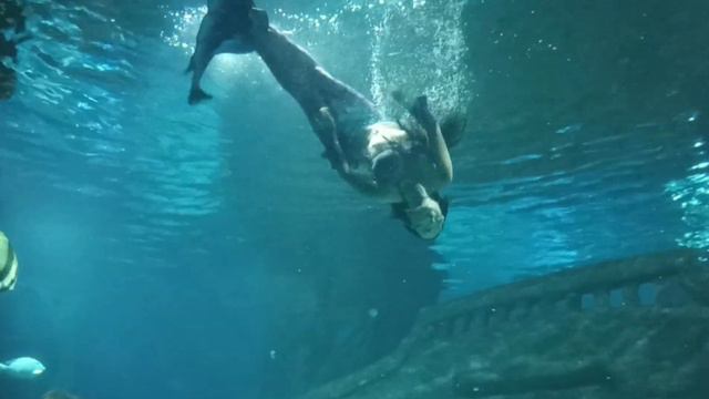 На зиму в Абхазию, день 105, часть 2. Океанариум, Адлер. Подводное шоу, море и закат смотреть онлайн