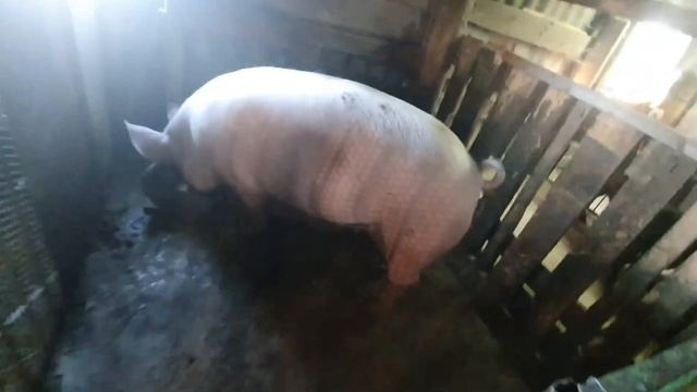 ?ДЮРКИ НЕ ПОКРЫВАЮТСЯ !!СВИНЬЯ ПОКРЫТА КРУПНО БЕЛОЙ смотреть онлайн
