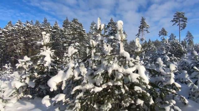 Сон вызванный полётом пчелы над ледяным полуденным коктейлем. смотреть онлайн