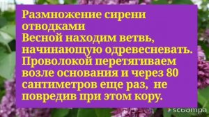 Размножение сирени (способ отводки)