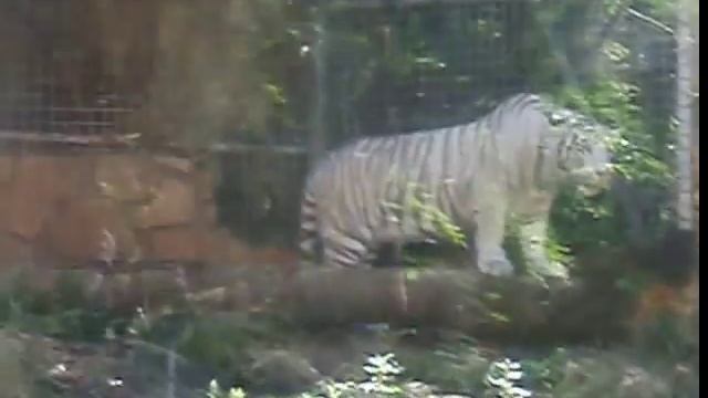 белые тигры в хайфе смотреть онлайн