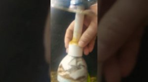 Сифон для чистки грунта своими руками (аквариумный пылесос)