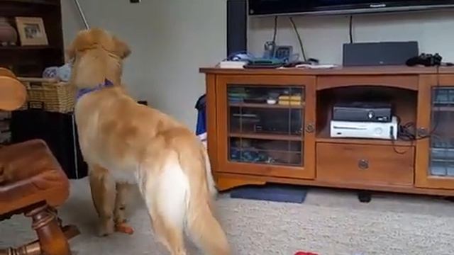 Scary Fake Owl смотреть онлайн