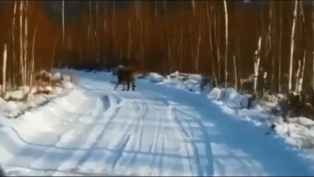 Уссурийский Тигр в Приморье под Анисимовкой гуляет по лесной дороге смотреть онлайн
