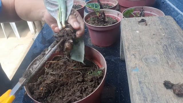 ALOCASIA BLACK VELVET PROPAGATION (REFRESHER TIPS)🍀 смотреть онлайн