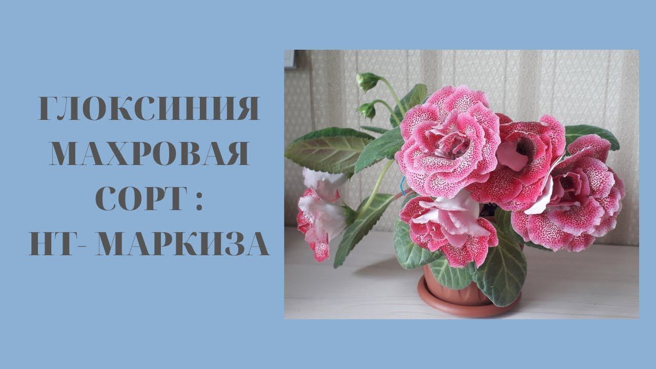 Глоксиния махровая сорт НТ Маркиза смотреть онлайн