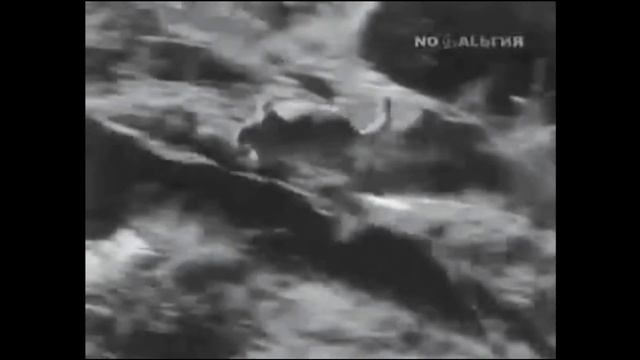 Шиншилла в природе. Виды и поведение шиншылл. Где живут шиншиллы смотреть онлайн